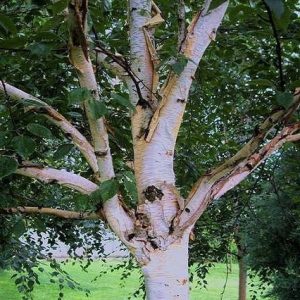 Abedul chino de corteza roja - Betula utilis utilis