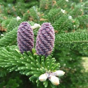 Abeto de Corea - Abies koreana