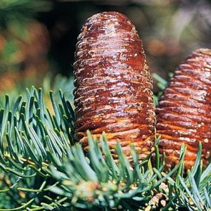 Abeto de Corea Silberlocke - Abies koreana