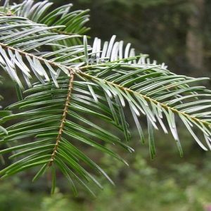 Abeto del Colorado - Abies concolor