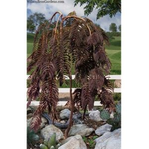 Acacia de Constantinopla Chocolate Fountain - Albizia julibrissin