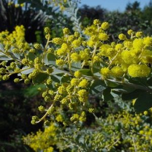 Acacia de cuchillo - Acacia cultriformis
