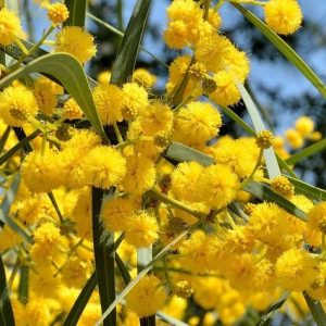 Acacia de hoja azul - Acacia saligna
