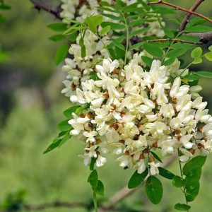 Acacia falsa Bessoniana - Robinia pseudoacacia