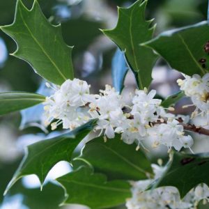 Acebo chino de hojas variadas - Osmanthus heterophyllus