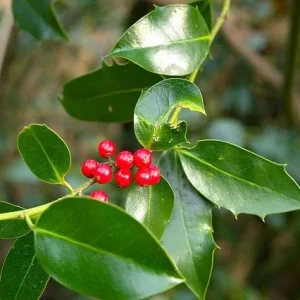 Acebo común J. C. van Tol - Ilex aquifolium