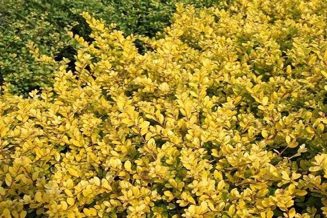 Acebo japonés Golden Gem - Ilex crenata - Imagen 2