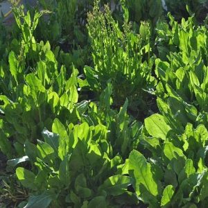 Acedera - Rumex acetosa