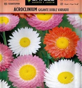 Acroclinium gigante doble variado - Rhodanthe - Semillas - Batlle