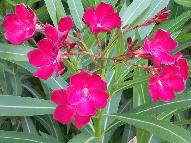 Adelfa - Nerium oleander - Imagen 8
