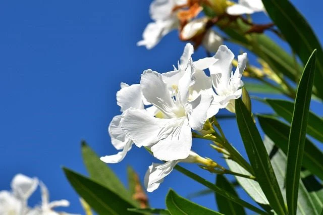 Adelfa - Nerium oleander