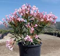 Adelfa - Nerium oleander - Imagen 5