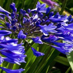Agapanto Blue Jeans - Agapanthus africanus