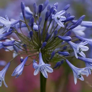 Agapanto Dr. Breouwer - Agapanthus africanus