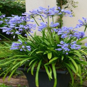 Agapanto Pitchoune Blue - Agapanthus africanus