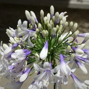 Agapanto Queen Anne - Agapanthus africanus