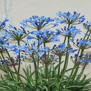 Agapanto Summer Love - Agapanthus africanus