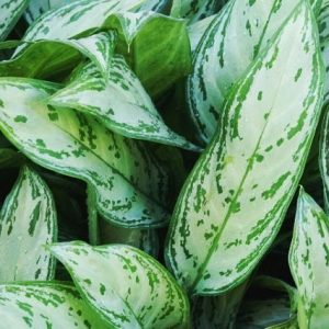 Aglaonema - Aglaonema commutatum