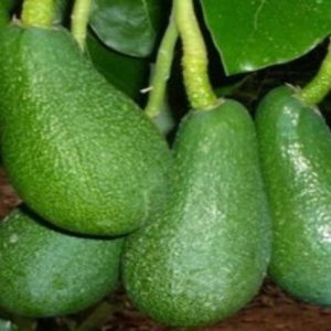 Aguacate Fuerte - Persea americana