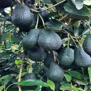 Aguacate Lamb Hass - Persea americana