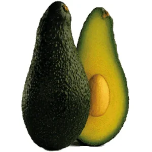Aguacate Pinkerton - Persea americana