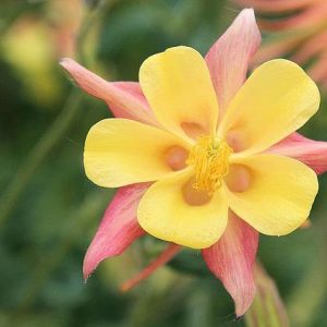Aguileña Origami - Aquilegia caerulea
