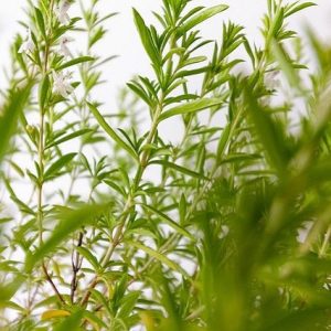 Ajedrea de jardín - Satureja hortensis