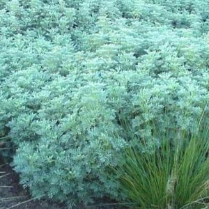 Ajenjo de montaña Powis Castle - Artemisia arborescens