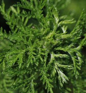 Ajenjo dulce - Artemisia annua - Semillas