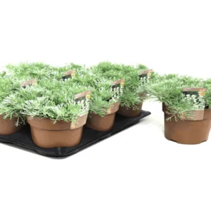 Ajenjo enano - Artemisia schmidtiana Nana