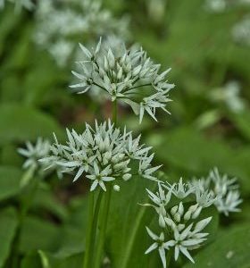 Ajo de oso - Allium ursinum - Semillas