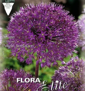 Ajo ornamental púrpura - Allium Aflatunense - Bulbos