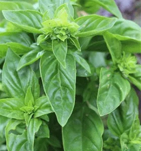 Albahaca canela - Ocimum basilicum 'Cinnamon' - Semillas