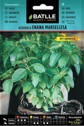 Albahaca Enana Marsellesa - Ocimum basilicum - Semillas - Batlle