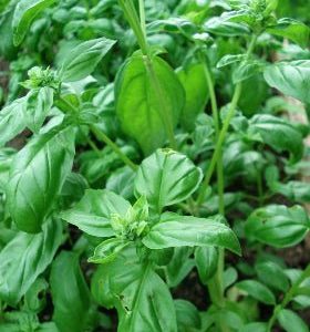Albahaca italiana - Ocimum basilicum 'Genovese' - Semillas
