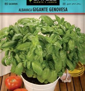 Albahaca italiana - Ocimum basilicum 'Genovese' - Semillas - Batlle