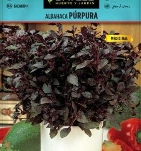 Albahaca púrpura Red Rubin - Ocimum basilicum var. purpurascens - Semillas - Batlle