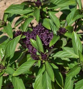 Albahaca Siam Queen - Ocimum basilicum var. thyrsiflorum - Semillas