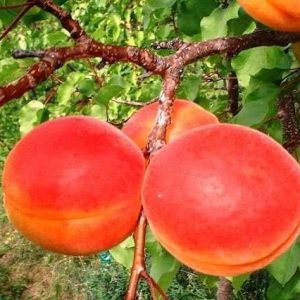 Albaricoquero A-1 - Prunus armeniaca