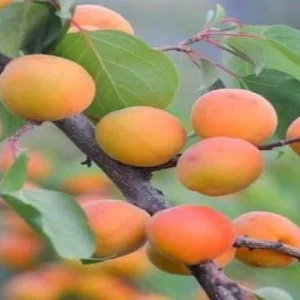 Albaricoquero Bergeron - Prunus armeniaca