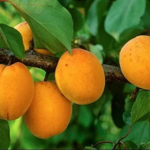 Albaricoquero Canino - Prunus armeniaca