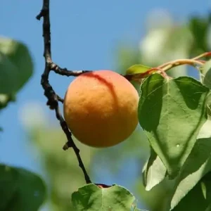 Albaricoquero Currot - Prunus armeniaca