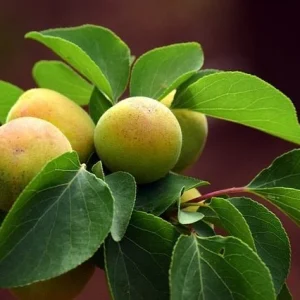 Albaricoquero enano Golden Aprigold - Prunus armeniaca