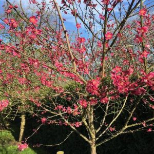 Albaricoquero japonés Beni-Chidori - Prunus mume