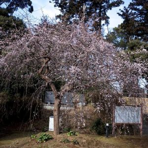 Albaricoquero japonés Pendula - Prunus mume