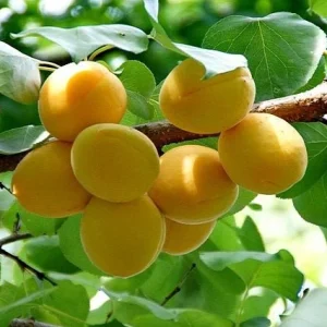 Albaricoquero Mayero precoz - Prunus armeniaca
