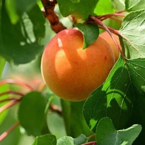 Albaricoquero Moniqui - Prunus armeniaca