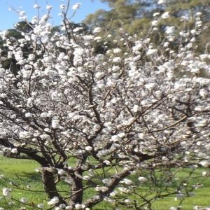 Albaricoquero - Prunus armeniaca