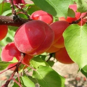 Albaricoquero Rojo Carlet - Prunus armeniaca