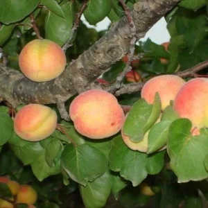 Albaricoquero Rojo Palabras - Prunus armeniaca
